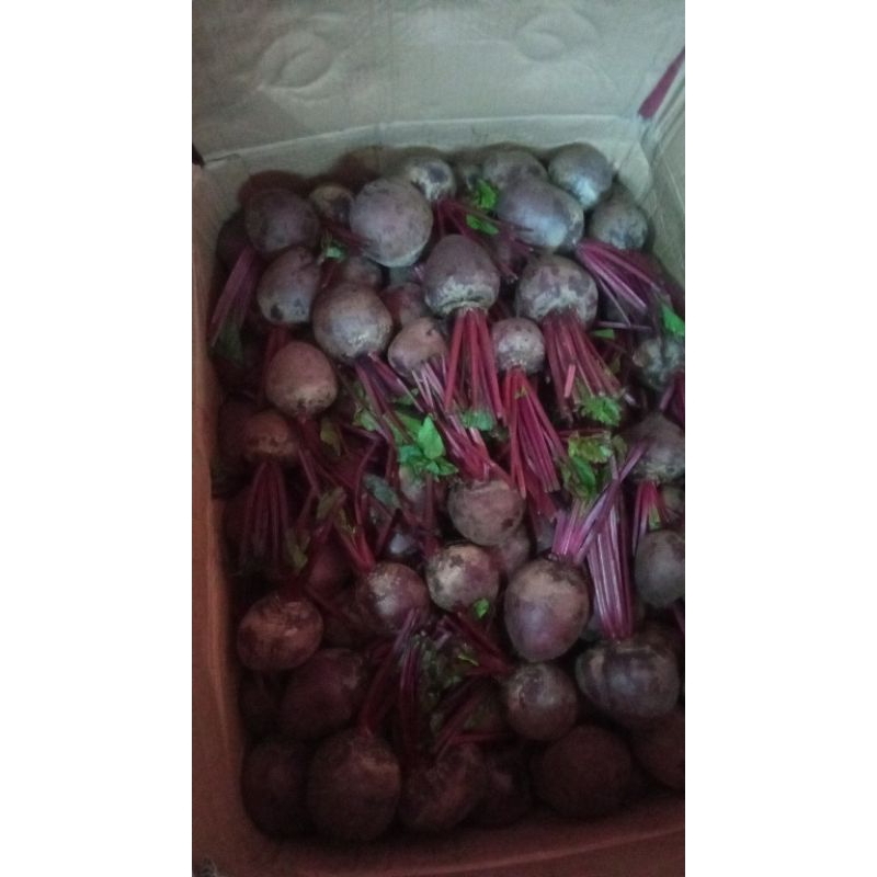 

1 kg buah bit fresh untuk penambah darah pengiriman dari ciwidey bandung