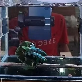 HM Avatar Hulk MUH PANJI