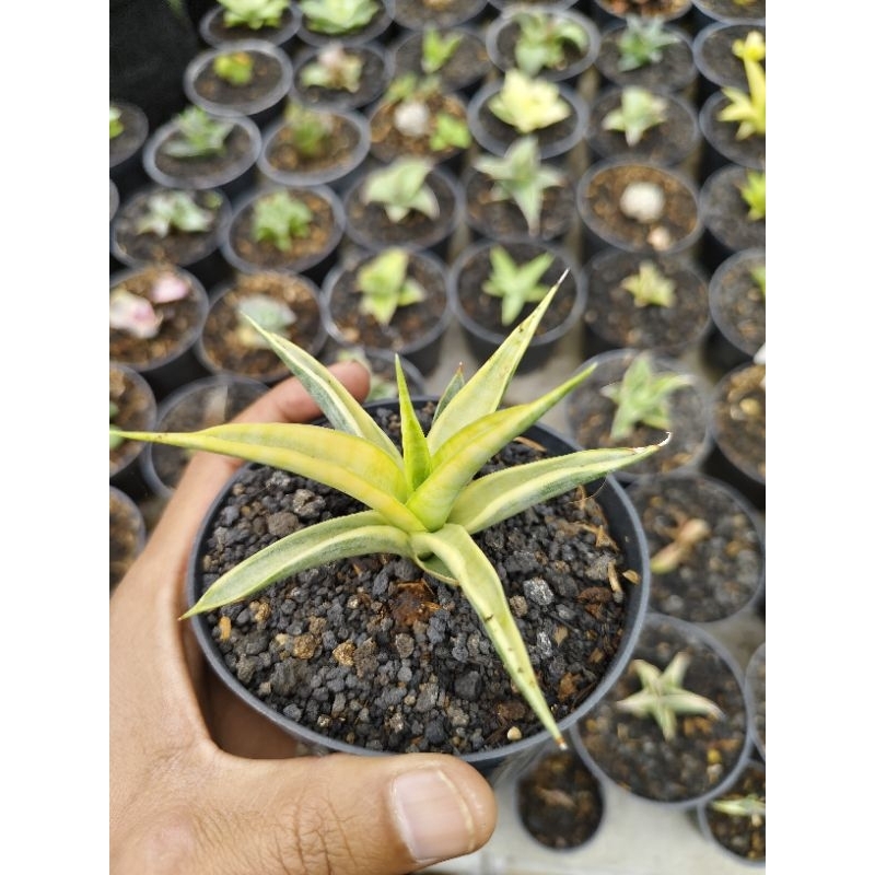 sanseveria gracilis