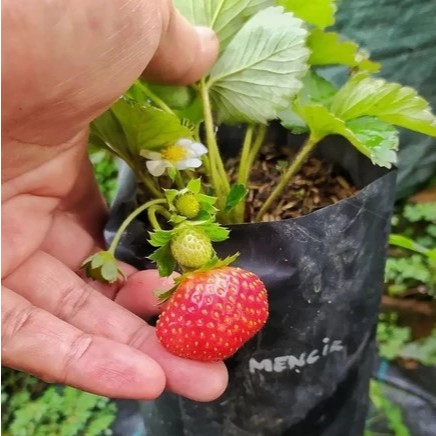 Bibit Tanaman Strawberry MENCIR Jumbo Berbuah / Berbunga