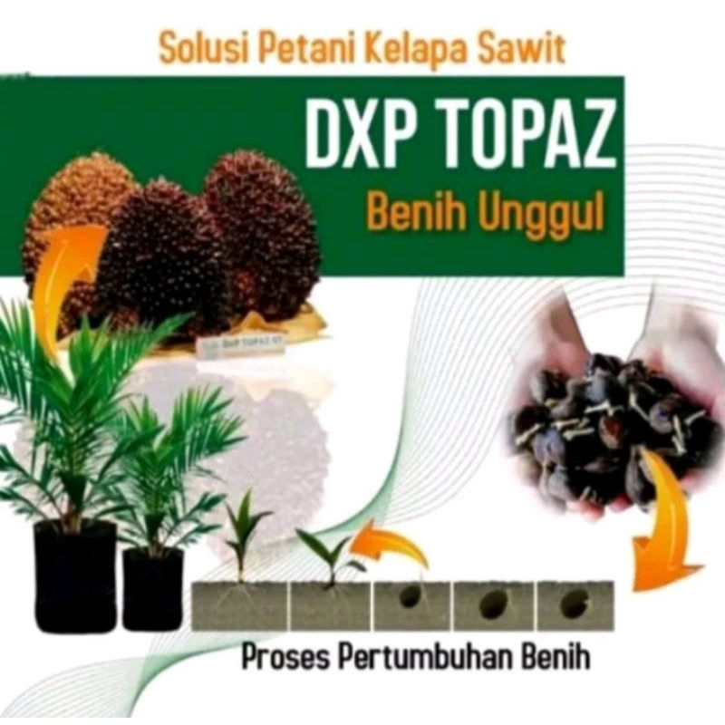 Benih Sawit TOPAZ 4 (DURA DELI x YANGAMBI) Original