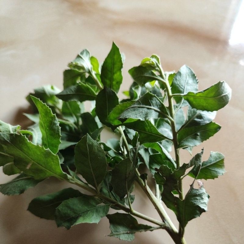 

Daun Beluntas Fresh Segar 100 Gram