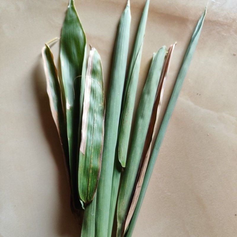 

Daun Bambu Ori Fresh 100 Gram