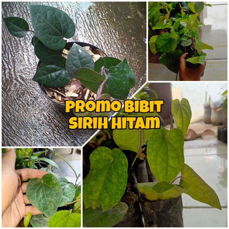 PROMO BIBIT SIRIH HITAM ORIGINAL