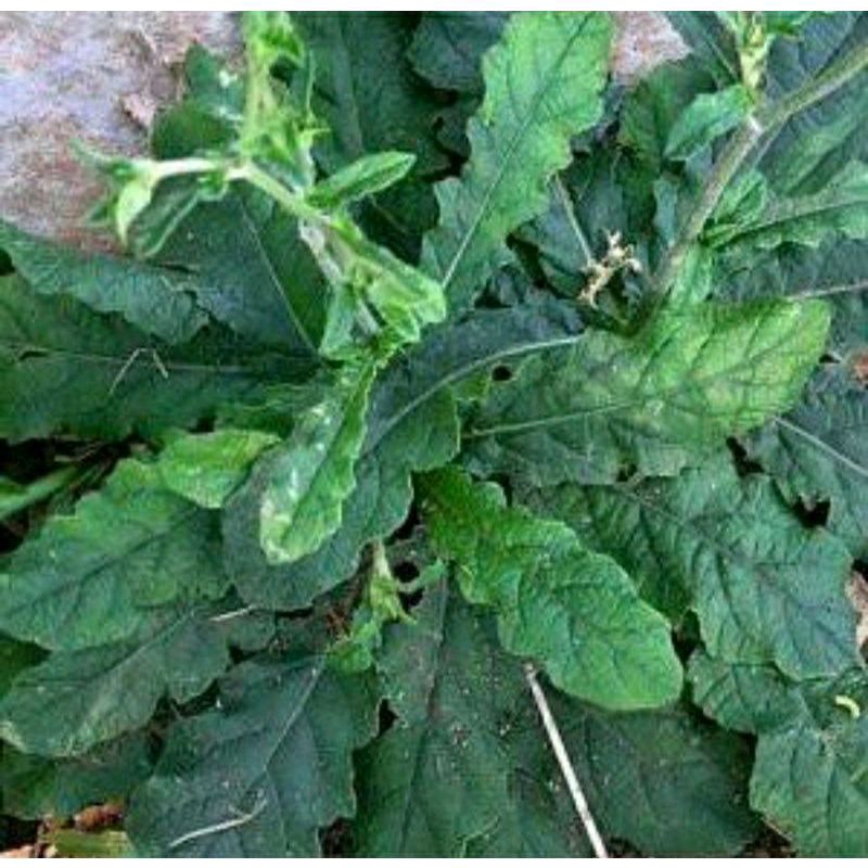 

Daun tapak liman segar beserta akar akarnya 500gram