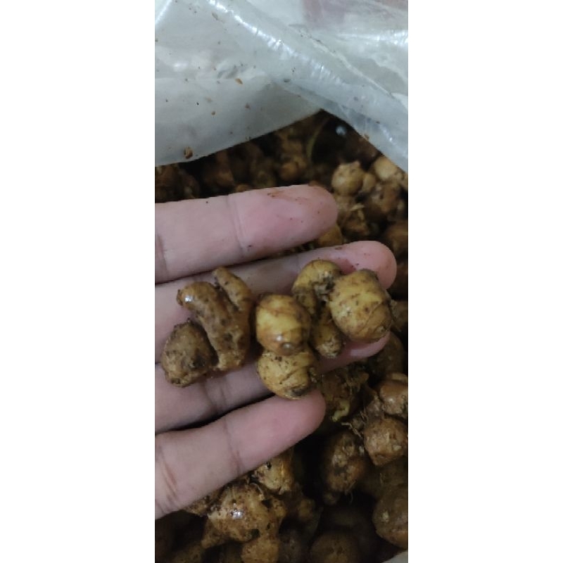 

Kencur Abani Kualitas Super Purwokerto