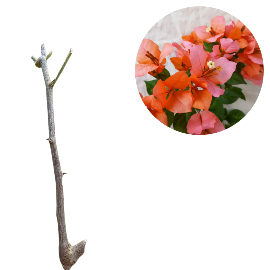 Bibit Bunga Bougenvile Oranye Kembang Kertas COD