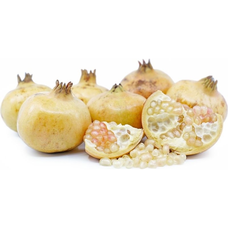 Bibit Delima Putih Jumbo Biji Lunak kondisi berbunga berbuah