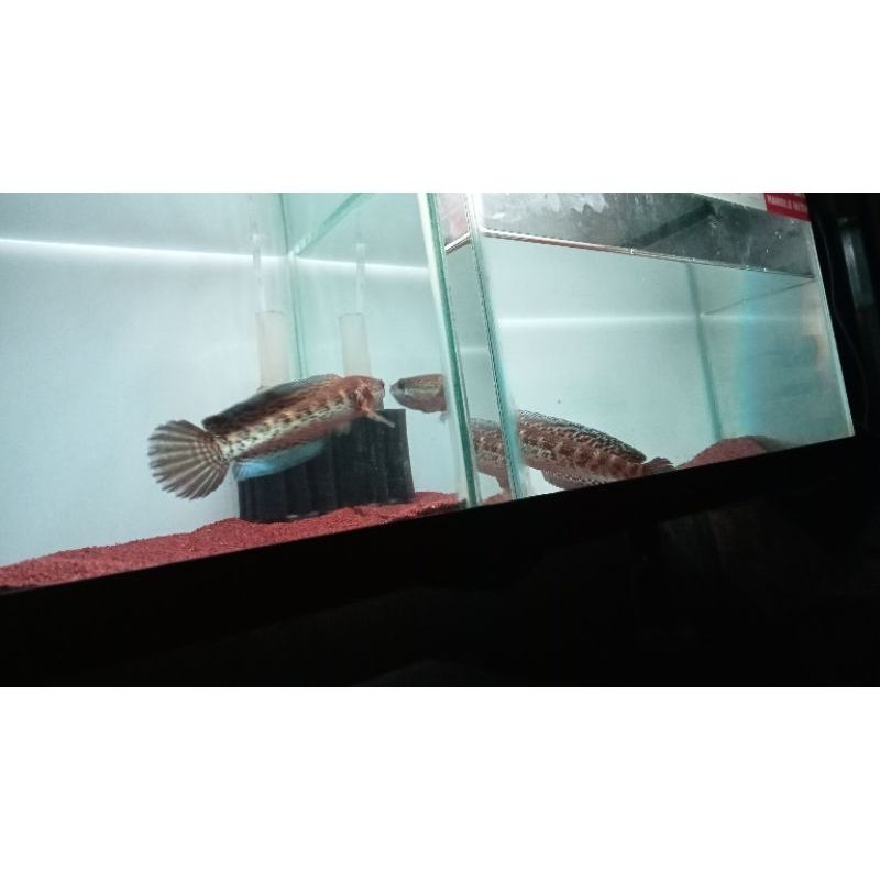 

setikerrr auranti dorpol