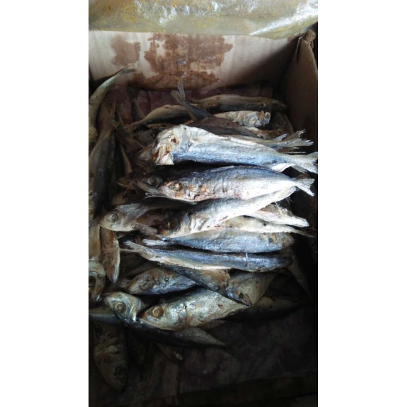 

Ikan asin japuh khas pelabuhan sukabumi