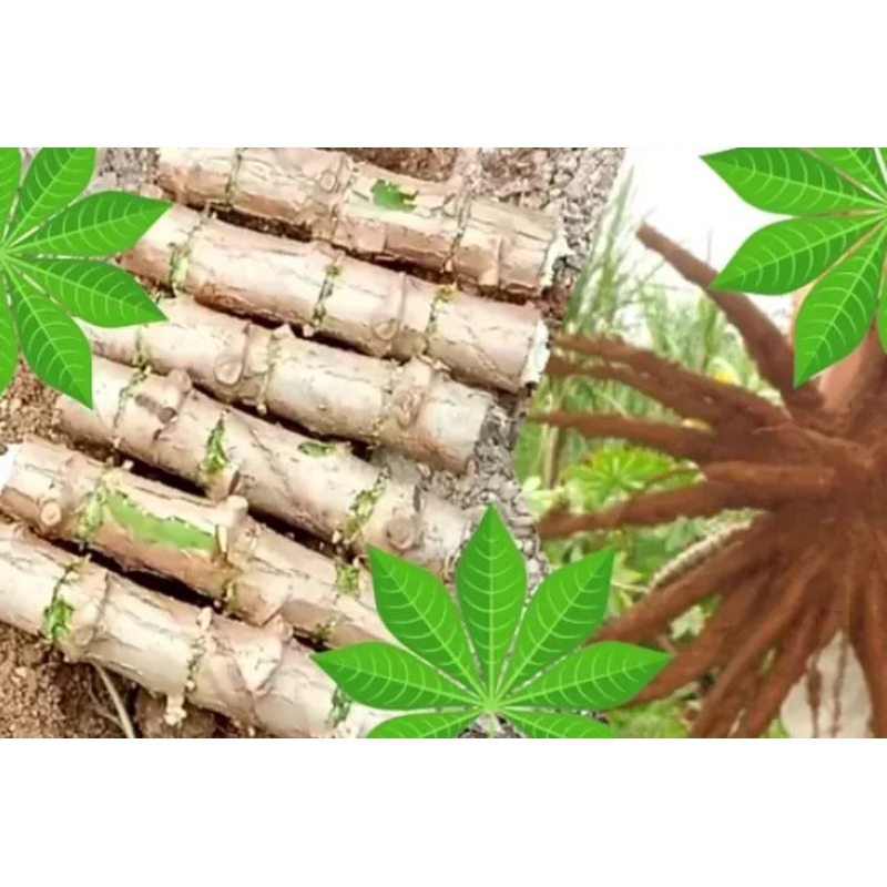 Pohon singkong putih stek yang banyak manfaatnya buat kesehatan 10 biji bibit pohon singkong stek