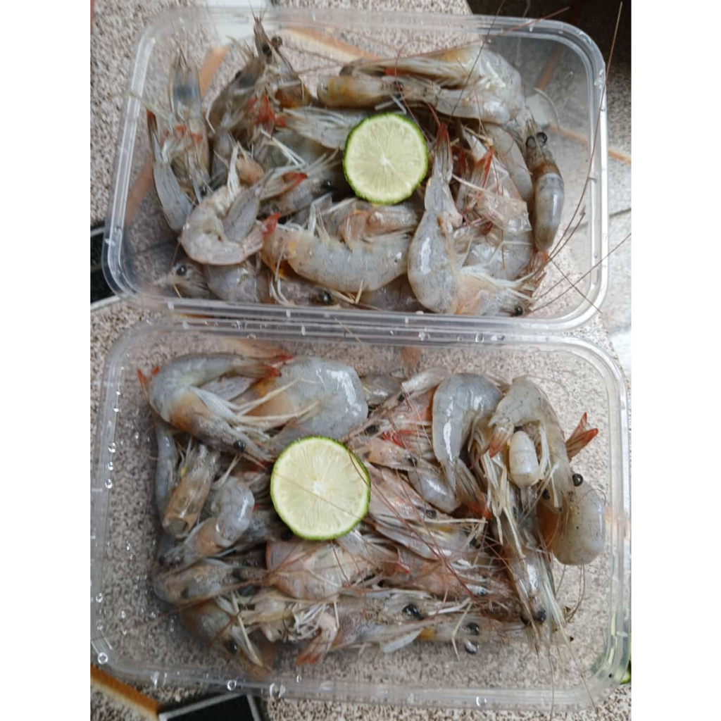 

UDANG SEGAR