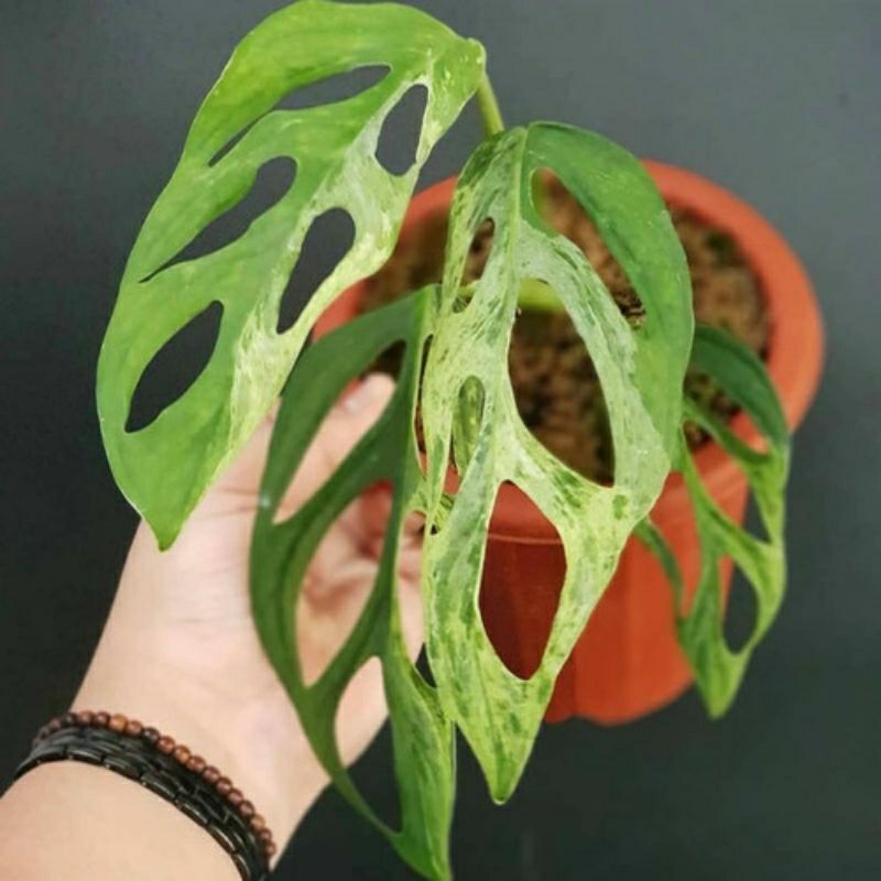 Tanaman hias janda bolong varigata lokal - pohon monstera janda bolong variegata lokal