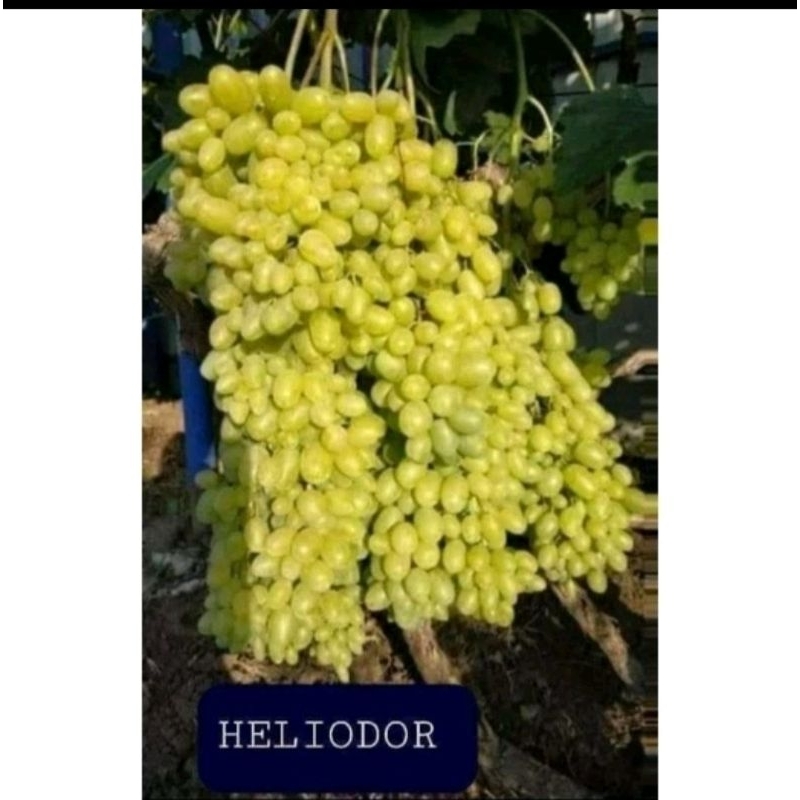 

Bibit anggur import heliodor tinggi 1meter up