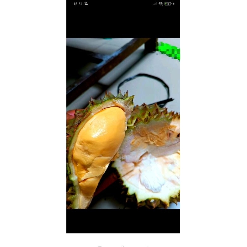

Durian bawor butiran 1,3kg up