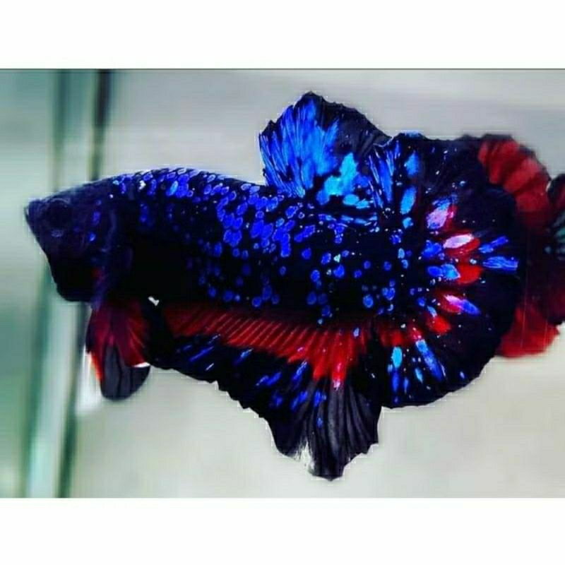 Cupang Avatar Gordon Bahan