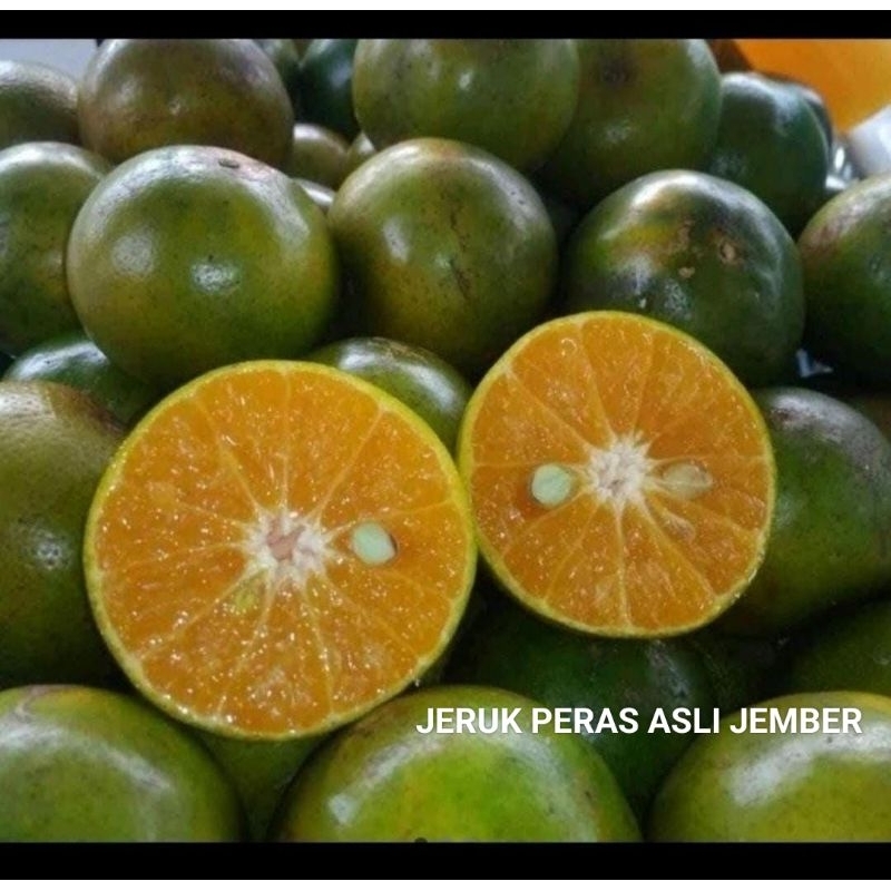 

JERUK JEMBER ASLI MANIS (1 KG)