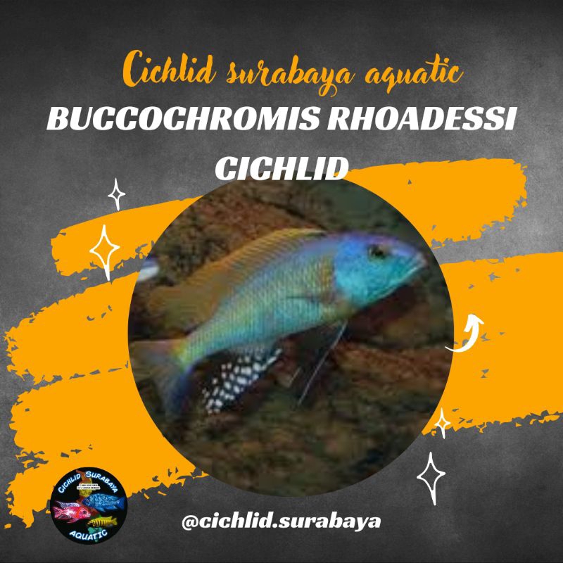 Buccochromis rhoadesii cichlid