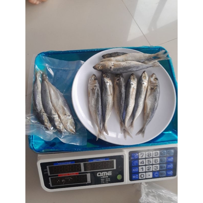 

Ikan Layang Asin Kualitas Premium TERMURAH Bisa COD