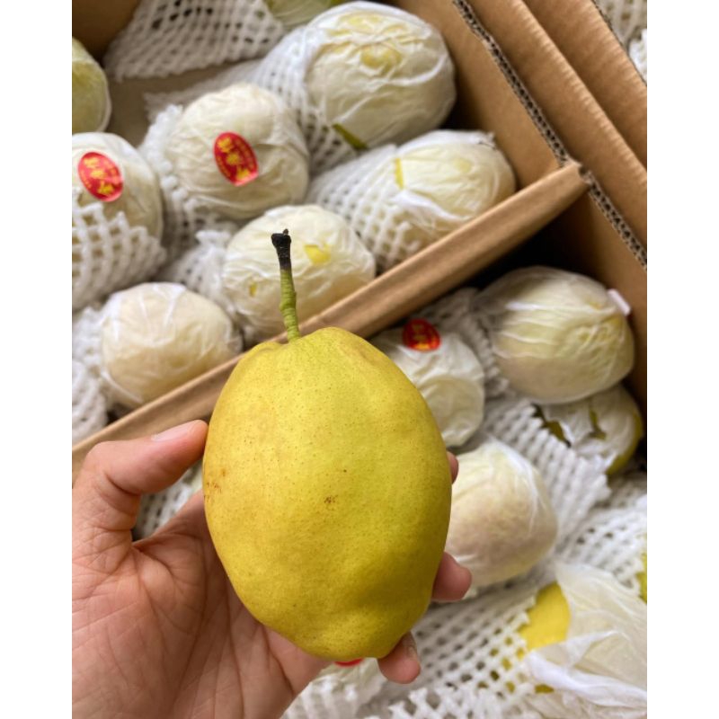 

1 KG PIR XIANGLI MANIS SEGAR JUAL PIR XIANGLI MALANG MURAH GRATIS ONGKIR
