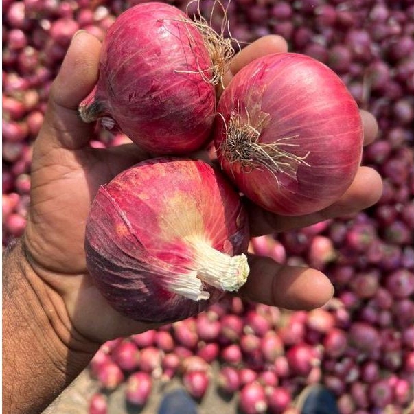 

Bawang Merah India/Peking 500 gr