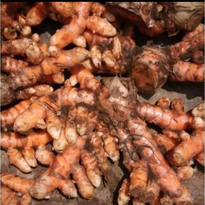 

Kunyit Kunir Segar Kunyit Kuning Fresh Rempah Herbal