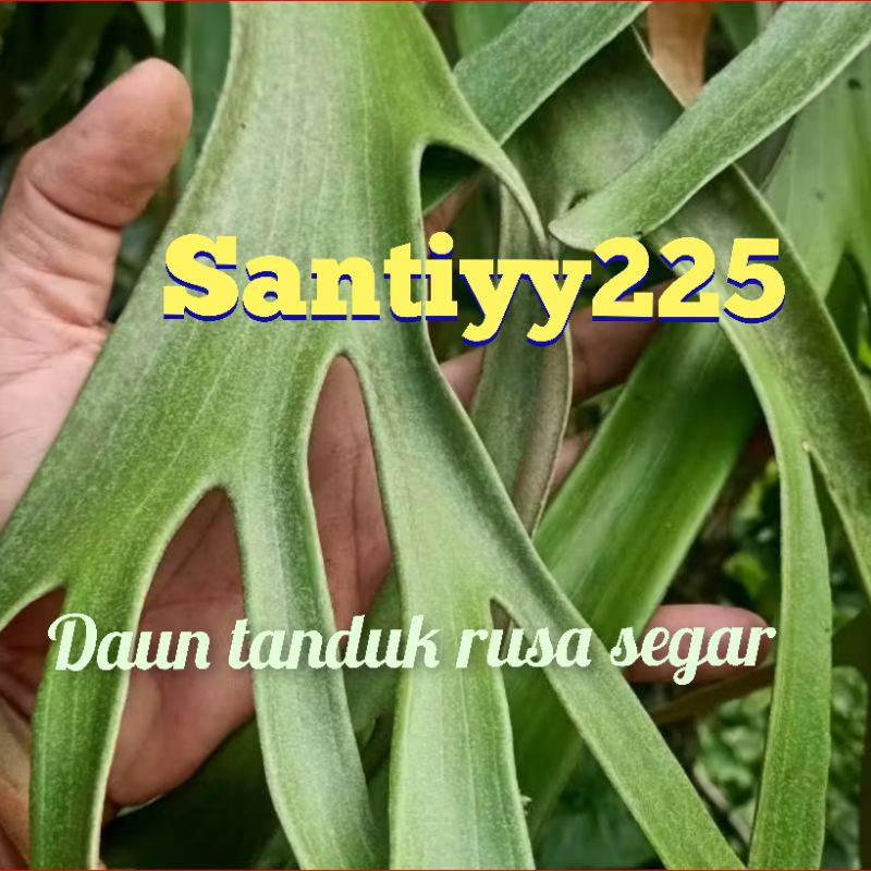 Herbal Daun Tanduk Rusa Segar