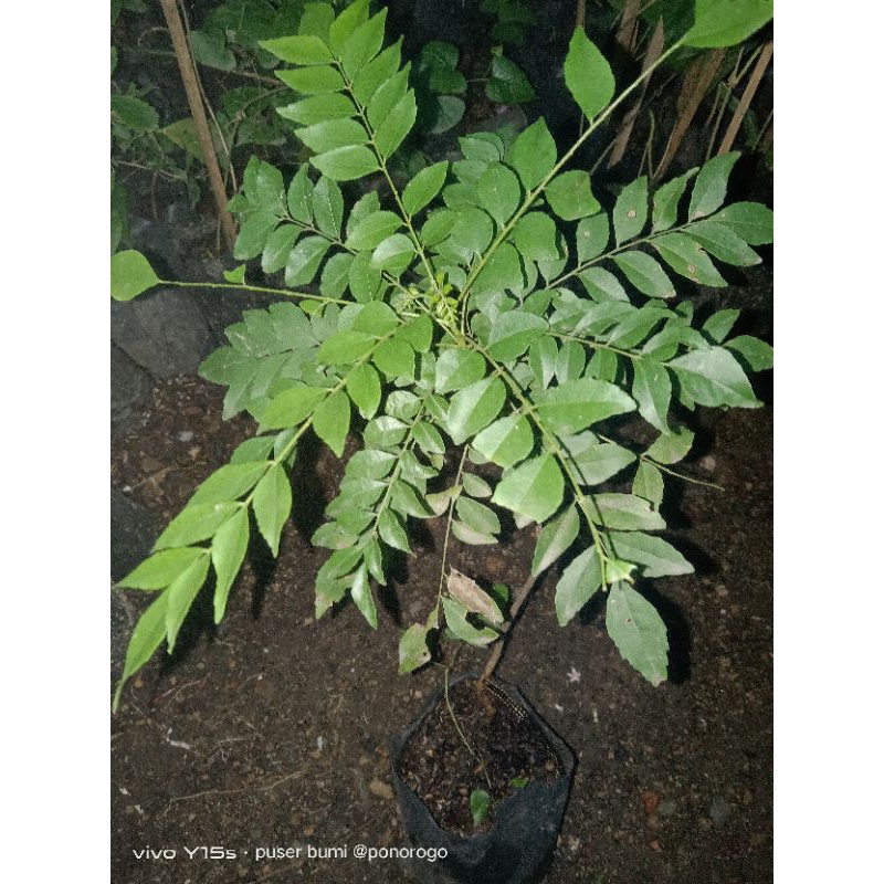 

daun kari/salam koja