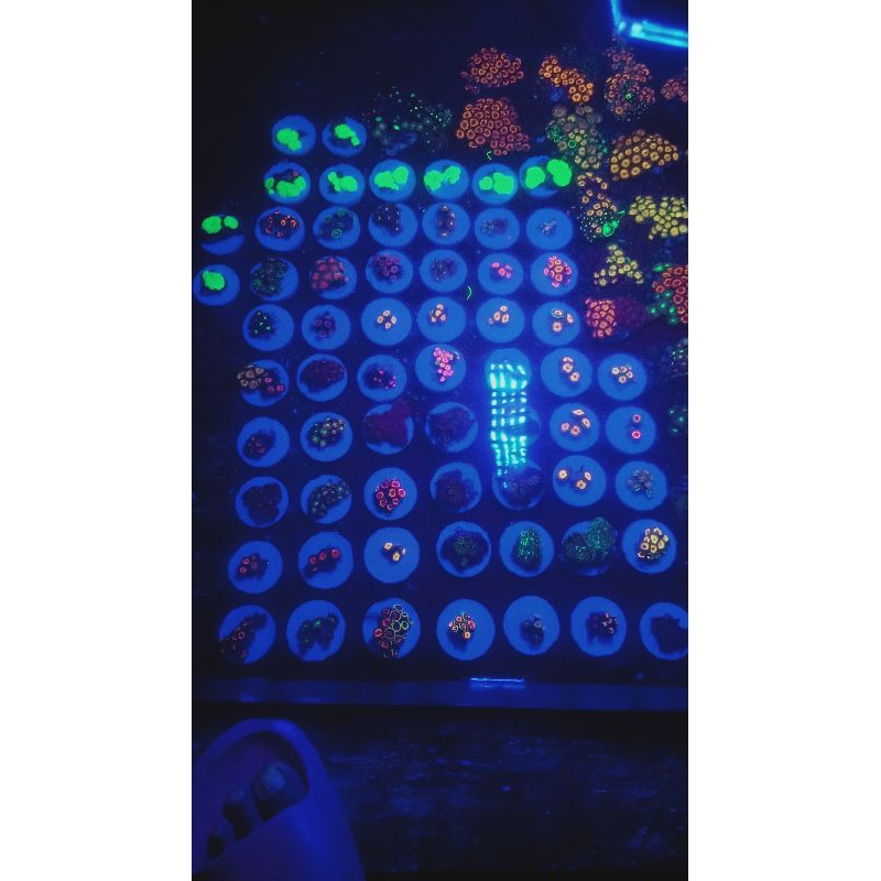 Paket coral zoa frag dan jamur frag