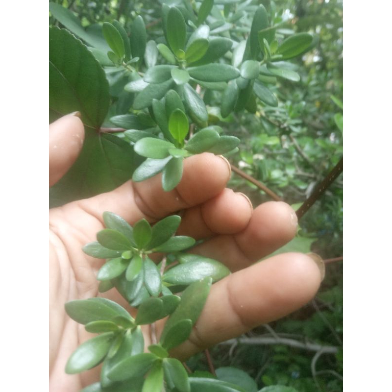 Bibit Santigi Karang Mawar