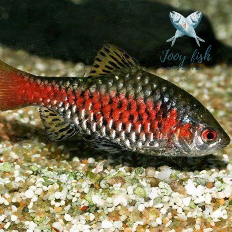 Odessa barb hiasan aquascape / grade A premium size 3.5 cm