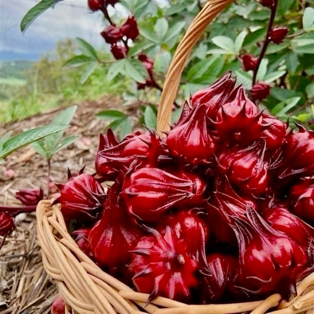 

Teh Rosela kering 100gr toples.