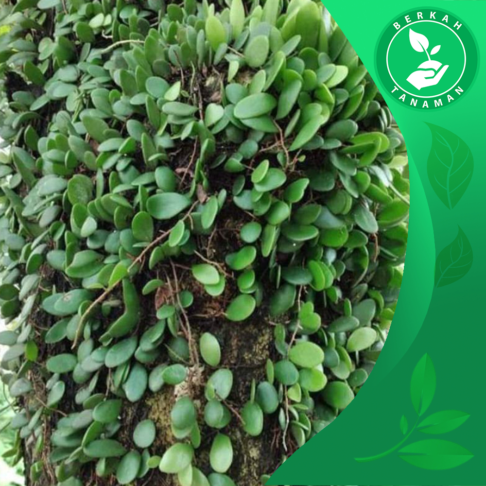 

Daun Picisan Sehat Herbal Penyakit Dalam