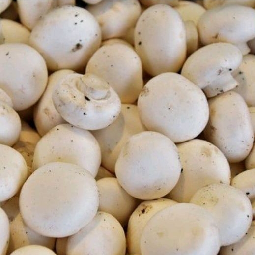 

Jamur Kancing Champignon mushroom fresh 1 kg