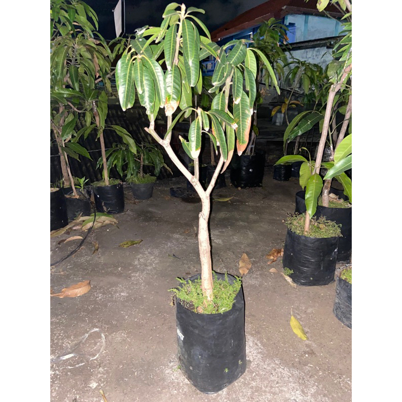 

mangga hong kai ter