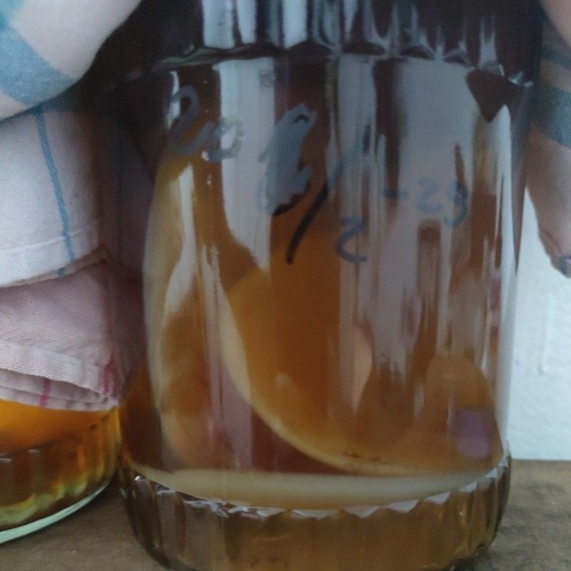 Bibit Scoby Jamur Kombucha Tea