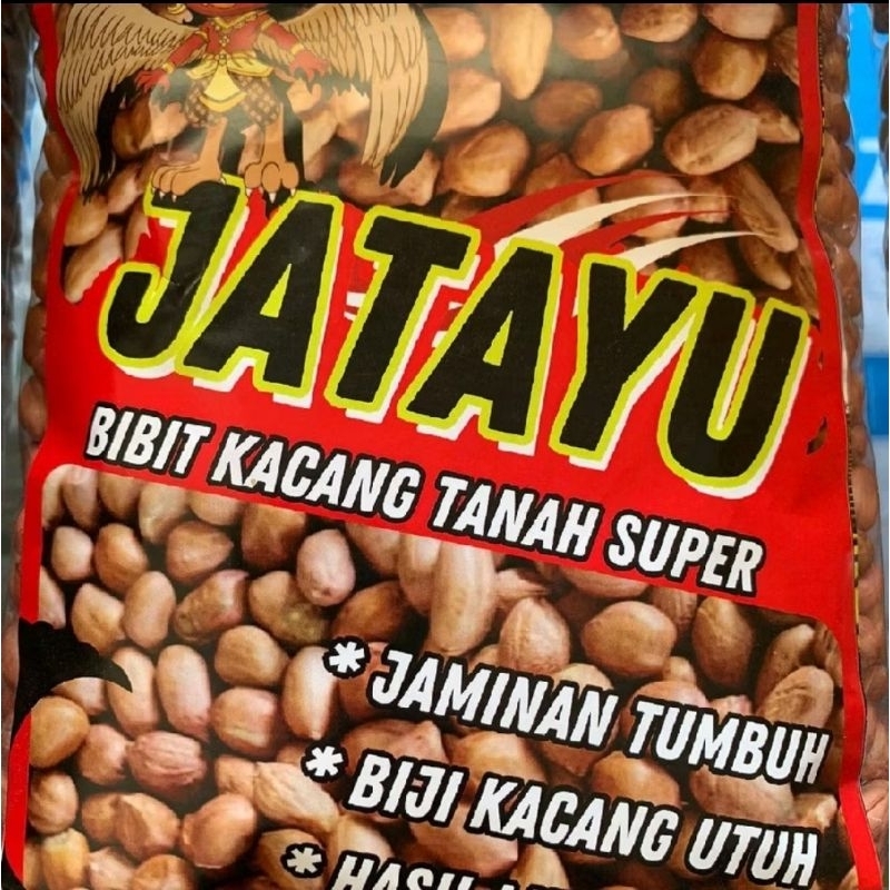 [ BENIH KACANG TANAH ] 1 KG BENIH KACANG TANAH VARIETAS GAJAH SIAP TANAM
