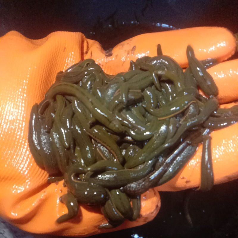 lintah terapi lintah hidup untuk terapi termurah ukuran nanggung Pul