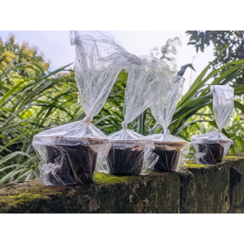 

petis ikan asli Tuban oleh-oleh khas Tuban isi 4 cup