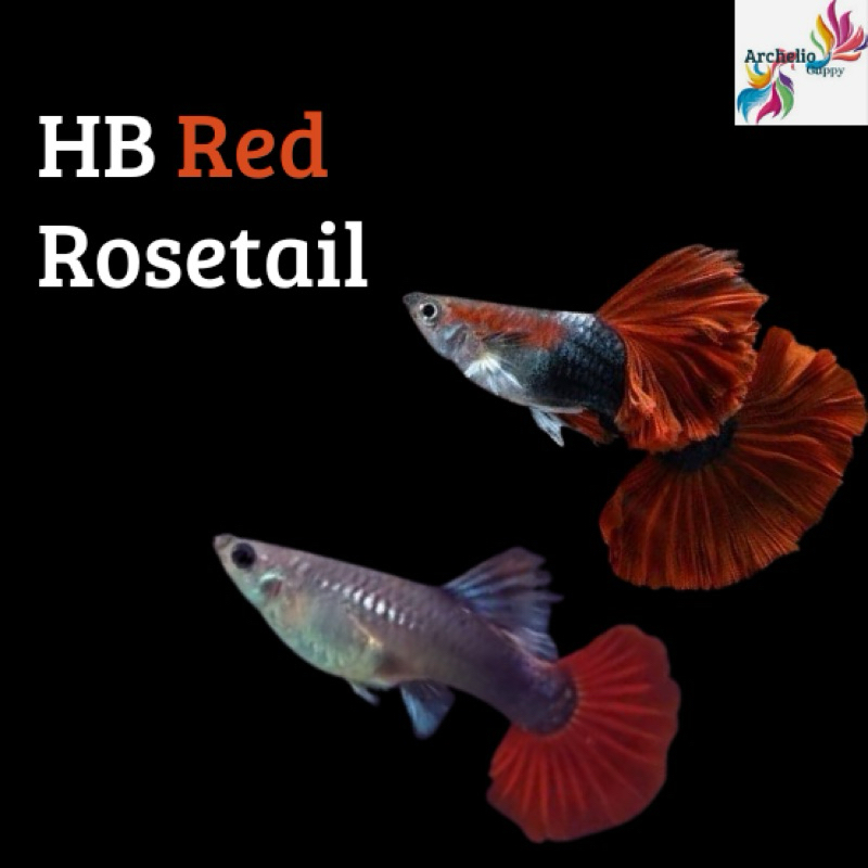 Sticker Guppy Hb Red Rosetail