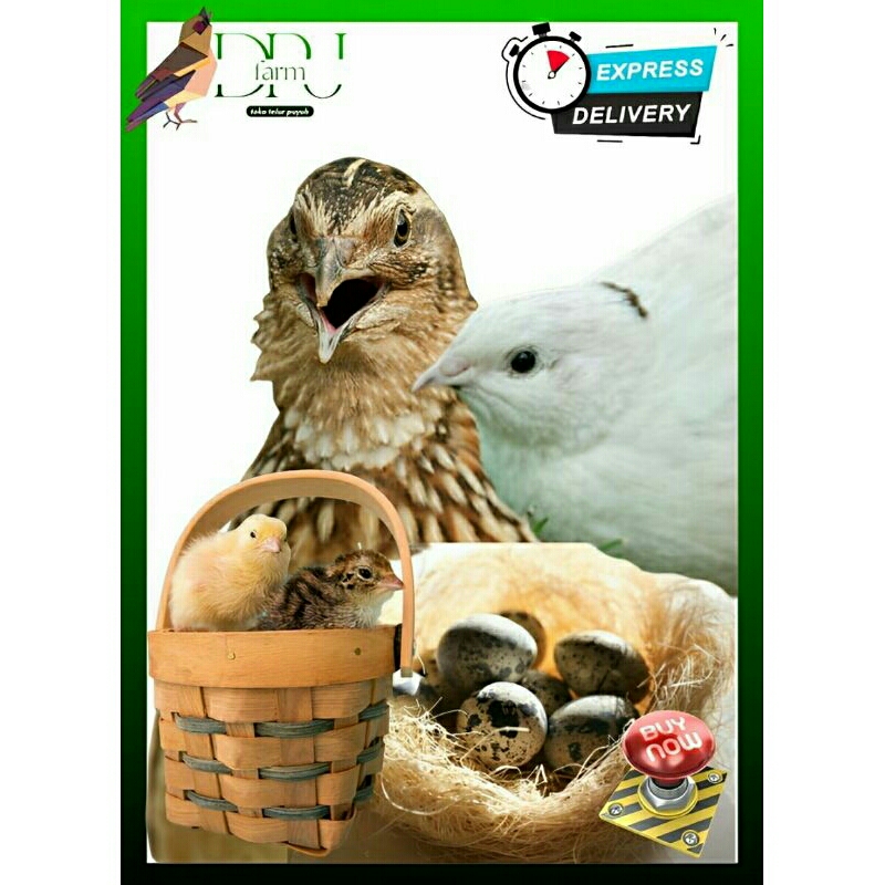 

Telur Puyuh Tetas Standart Stock V2 (11gr)