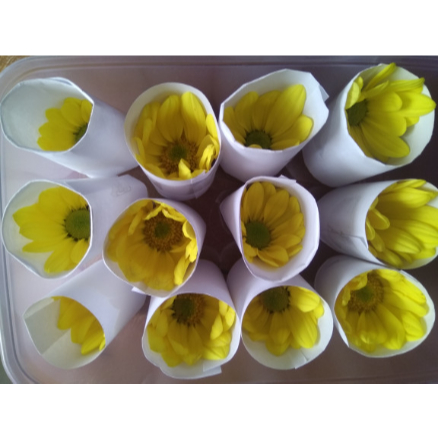 

Edible Flower Chrisantemun