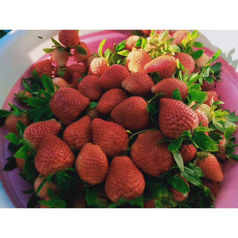 

strawberi1kgplusbibitstrawberyjenismencir5pohon