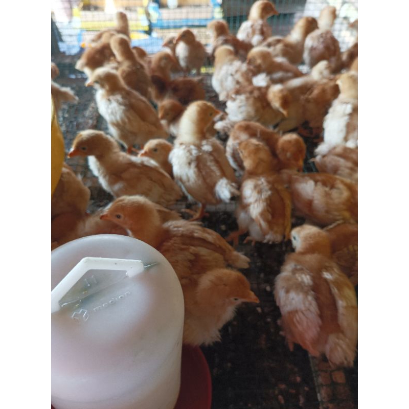Ayam Petelur 2 Minggu - (Betina) Sudah Vaksin Ayam 2 Mingguan - Ayam Petelur Betina