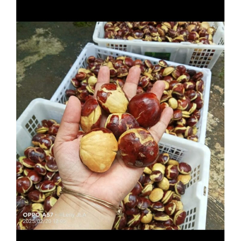 

1kg Jengkol Super(tua)