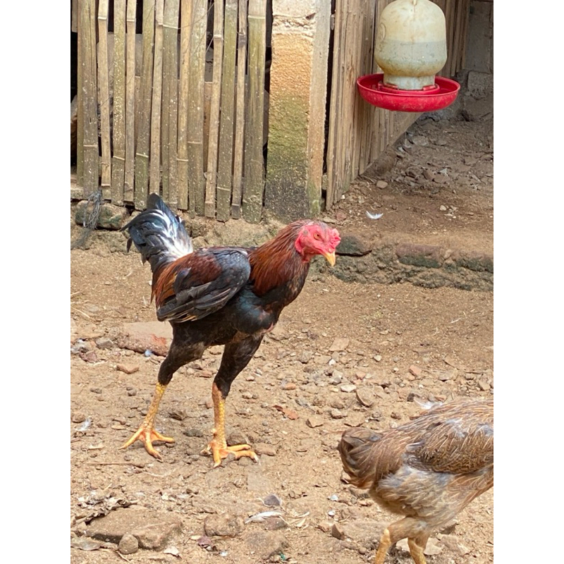 

ayam jantan kwalitas super
