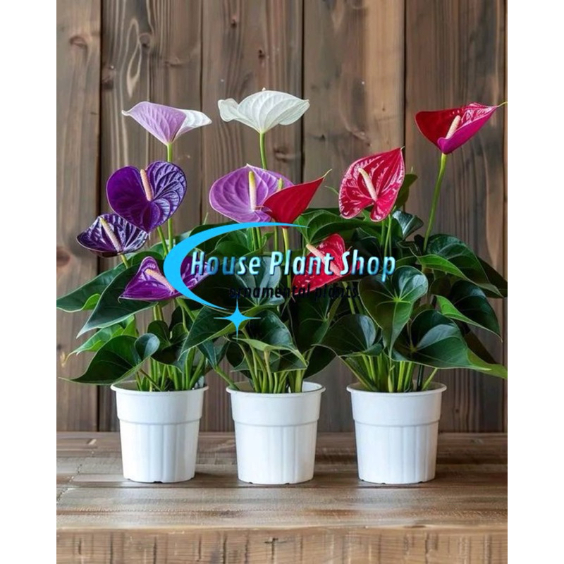 PROMO HEMAT Paket 3 Jenis Bunga Premium Anthurium Mickey Mouse | Tanaman Hidup | Bunga Hias | Tanama