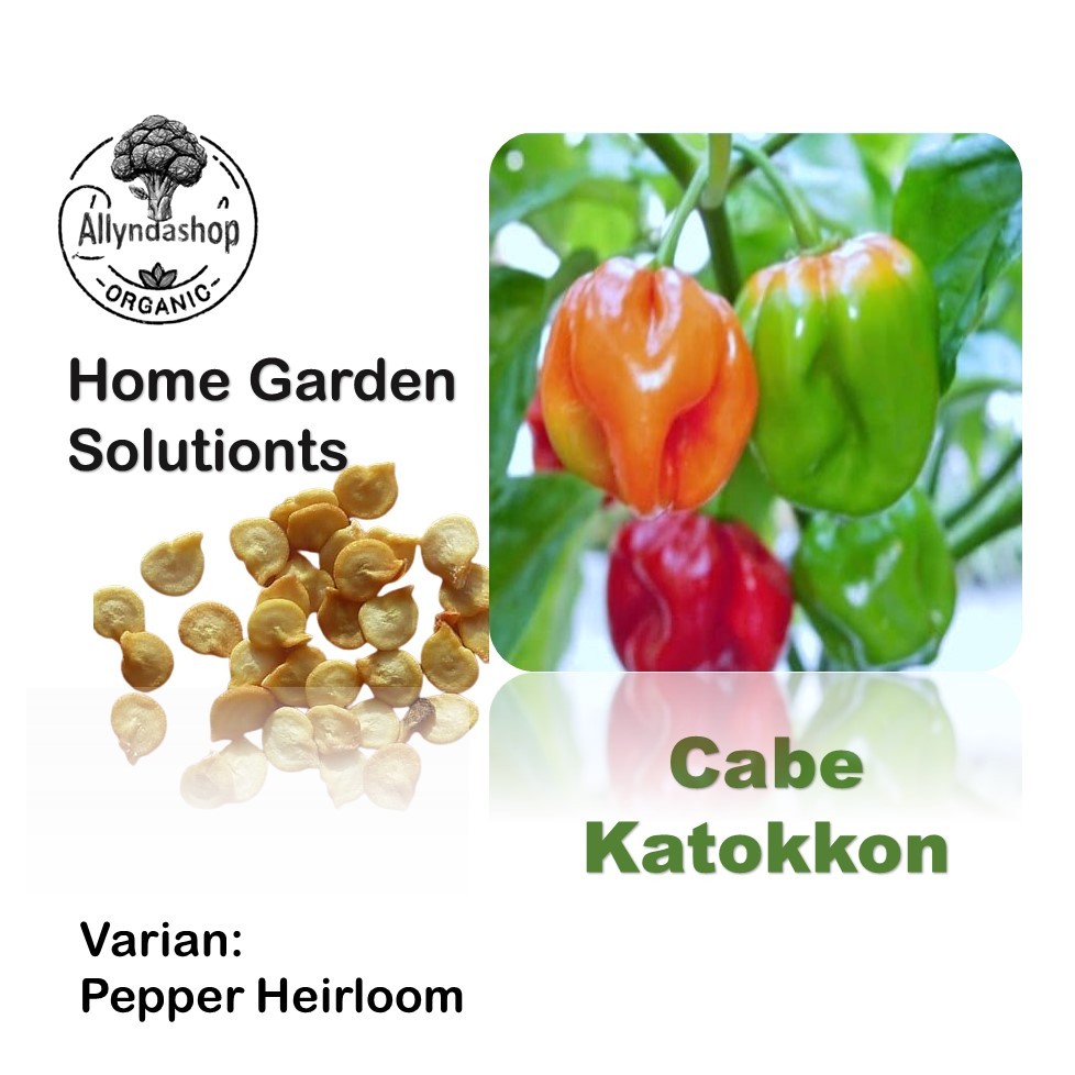 Bibit Benih Sayuran Cabe Katokkon Toraja Pepper Heirloom
