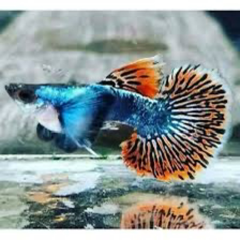 Hiasan Aquarium PRMBE
