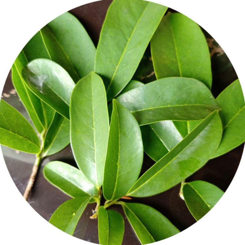 

daun sirsak segar di petik saat pesan masuk